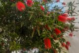 Callistemon citrinus. Верхушки побегов с соцветиями. Португалия, округ Лейрия, Назаре, в культуре. 23.04.2018.