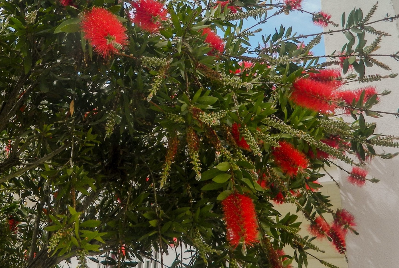 Image of Callistemon citrinus specimen.