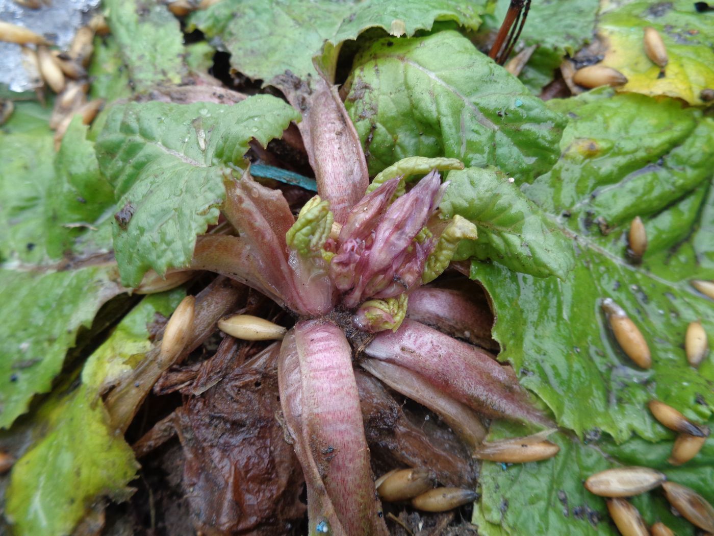 Image of Primula &times; polyantha specimen.