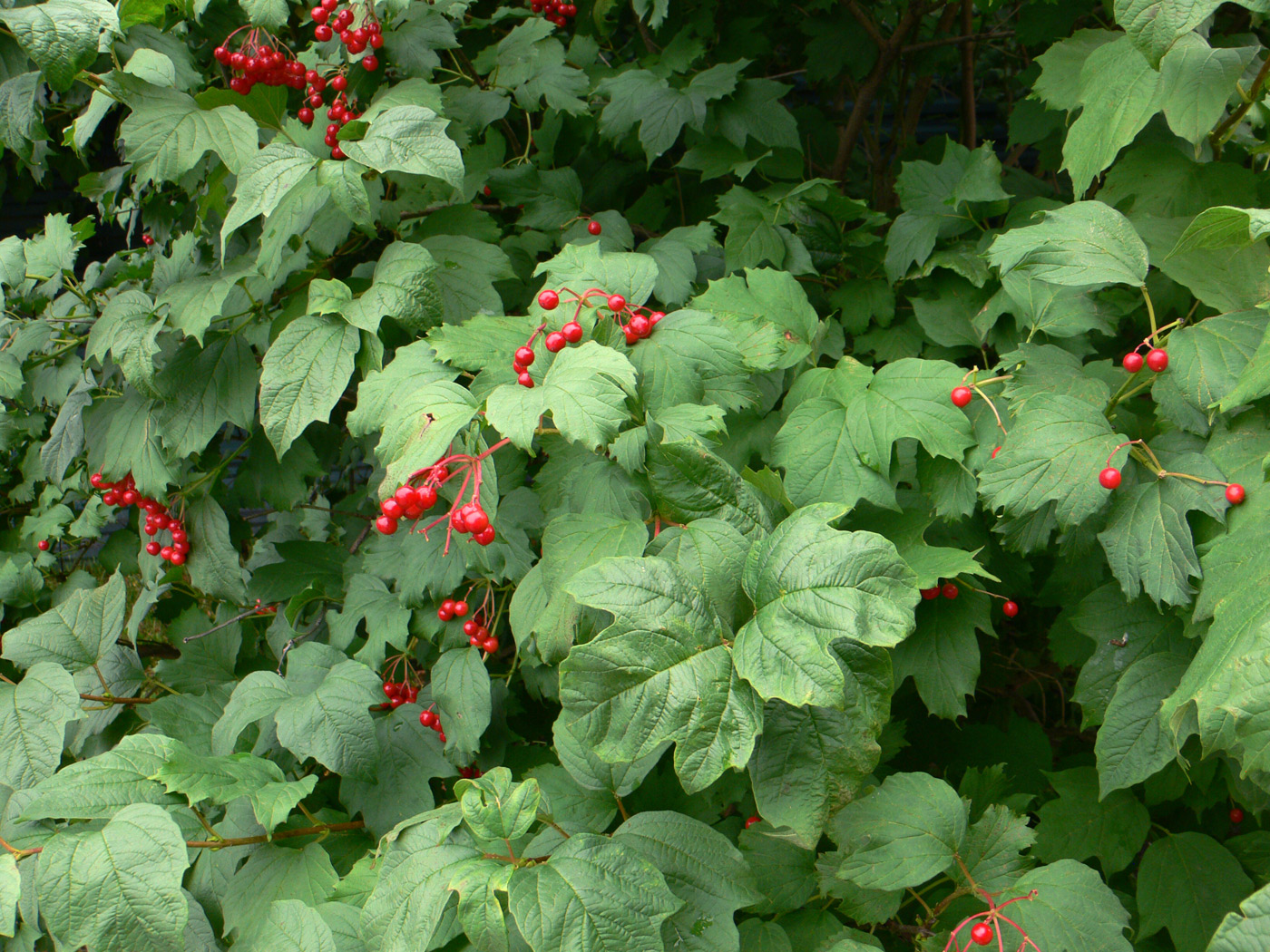 Image of Viburnum opulus specimen.