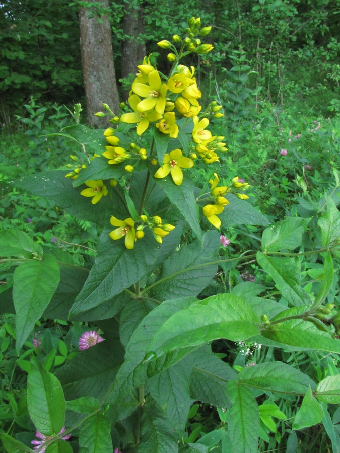 Изображение особи Lysimachia vulgaris.