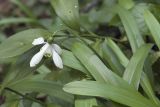 Galanthus woronowii