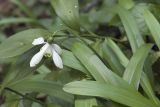 Galanthus woronowii