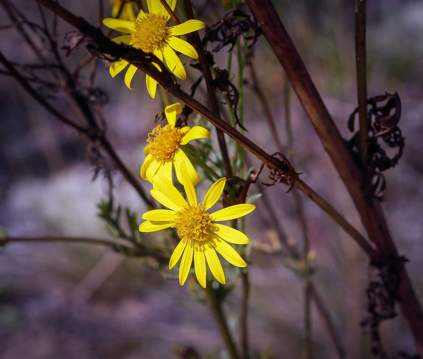 Изображение особи Senecio jacobaea.