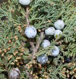 Juniperus excelsa