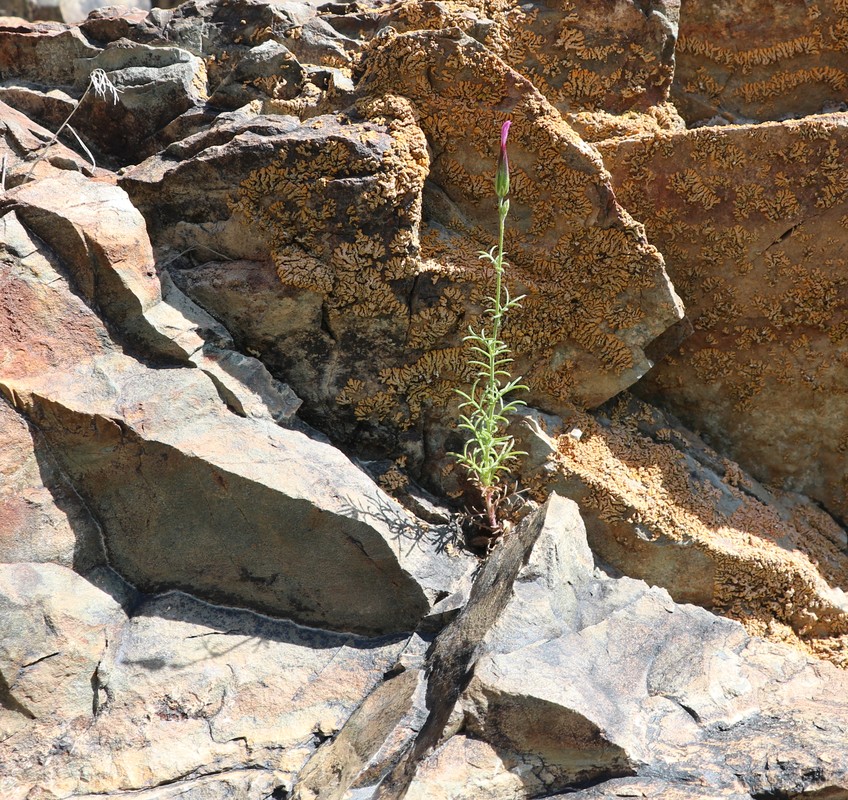 Image of Crupina vulgaris specimen.
