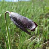 Fritillaria caucasica