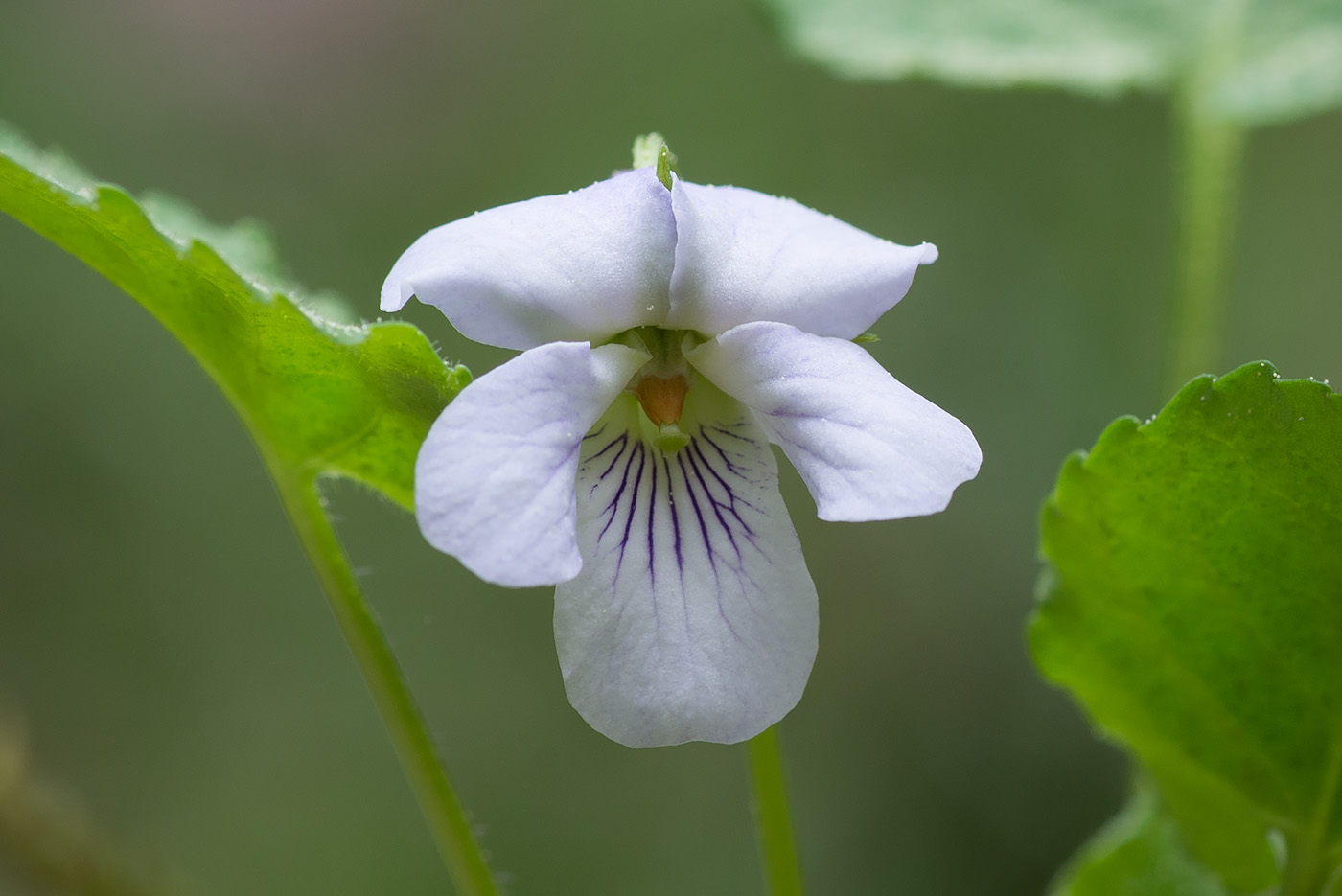 Image of Viola selkirkii specimen.