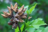 Hibiscus syriacus. Прошлогоднее высыпавшееся соплодие и молодой побег. Ростовская обл., г. Таганрог, в озеленении. 21.05.2019.