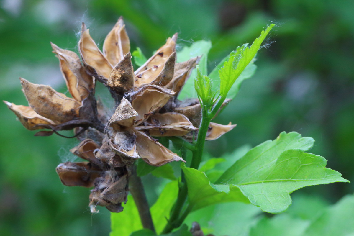 Image of Hibiscus syriacus specimen.