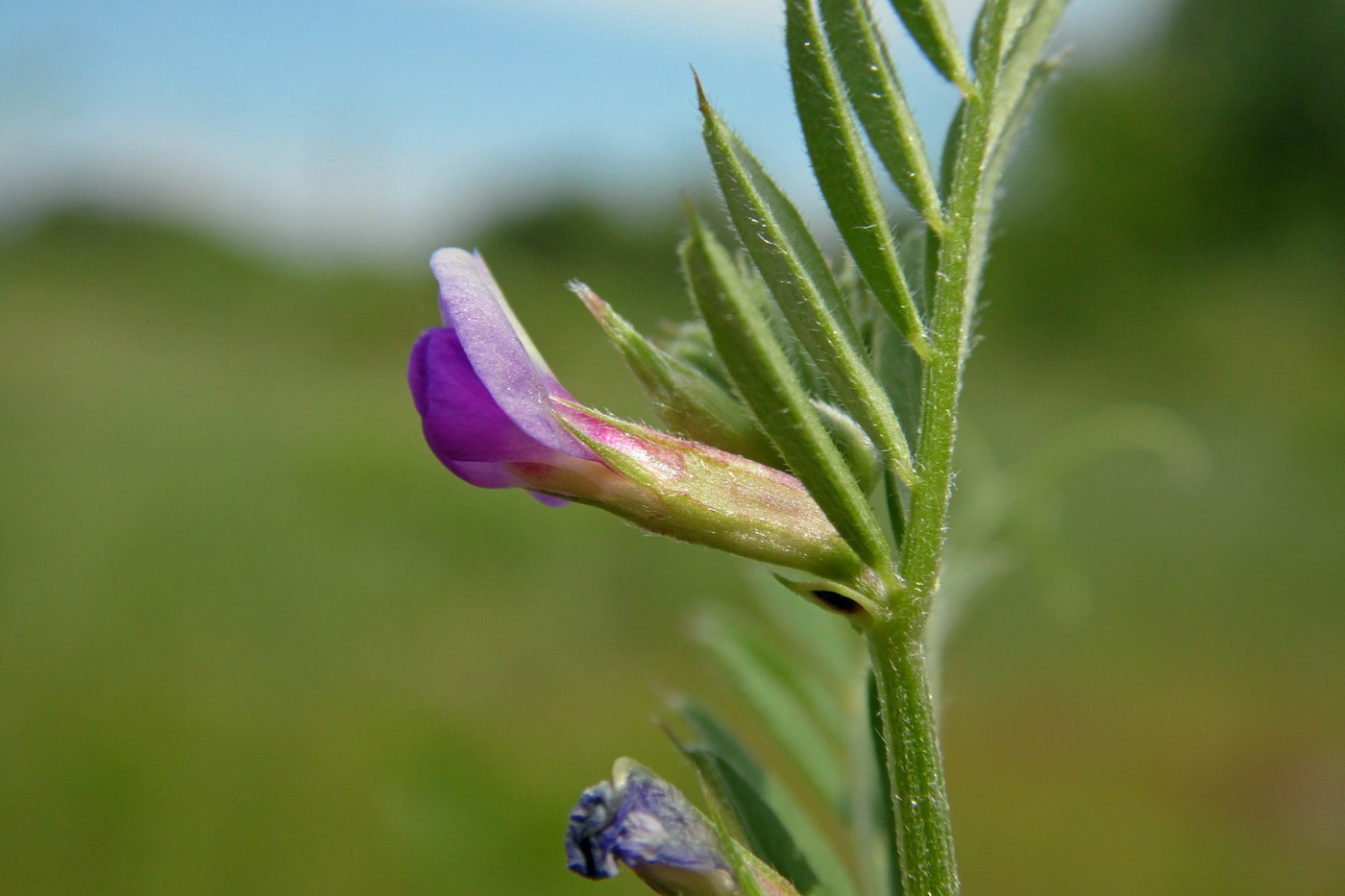 Изображение особи Vicia angustifolia.