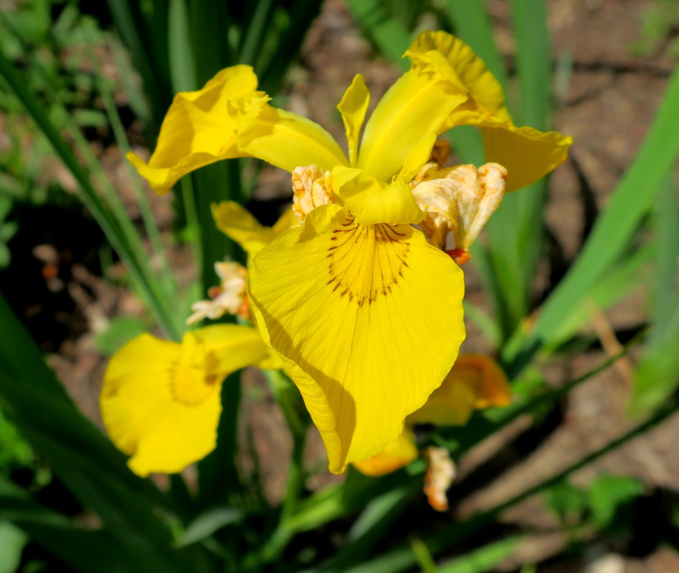 Изображение особи Iris pseudacorus.