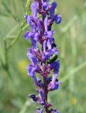 Salvia deserta. Часть соцветия с кормящимся жуком-скрытноглавом (Cryptocephalus). Казахстан, Восточно-Казахстанская обл., Уланский р-н, окр.с. Украинка, луг. 25.06.2008.