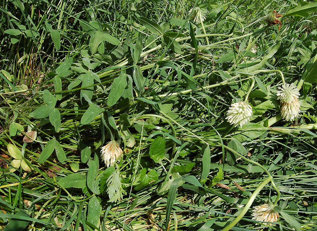 Image of Trifolium trichocephalum specimen.