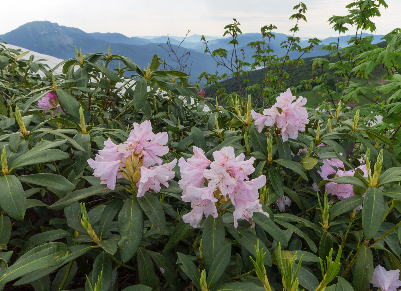 Изображение особи Rhododendron ponticum.