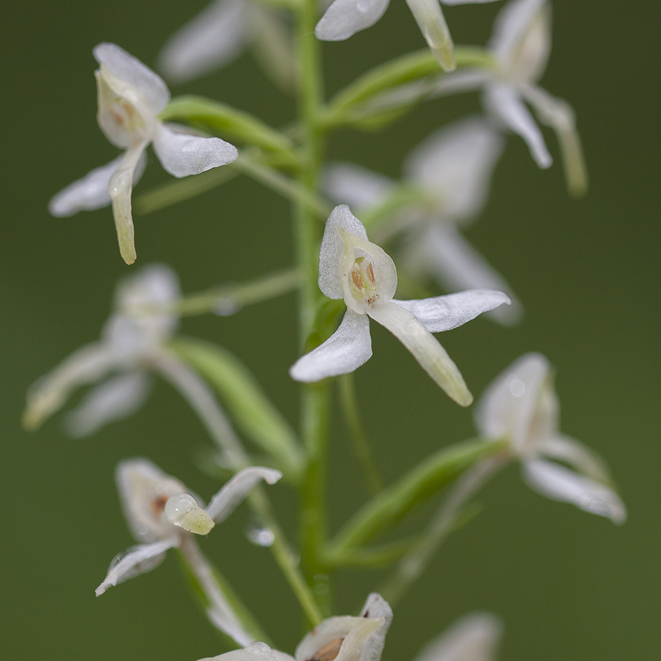 Изображение особи Platanthera bifolia.