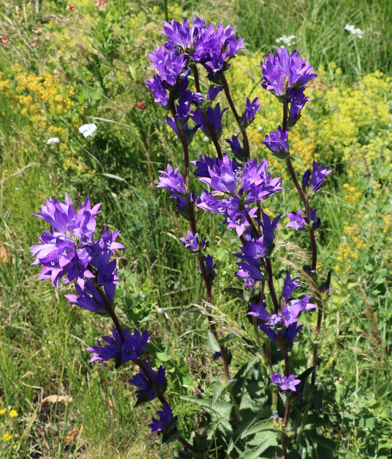 Изображение особи Campanula glomerata.