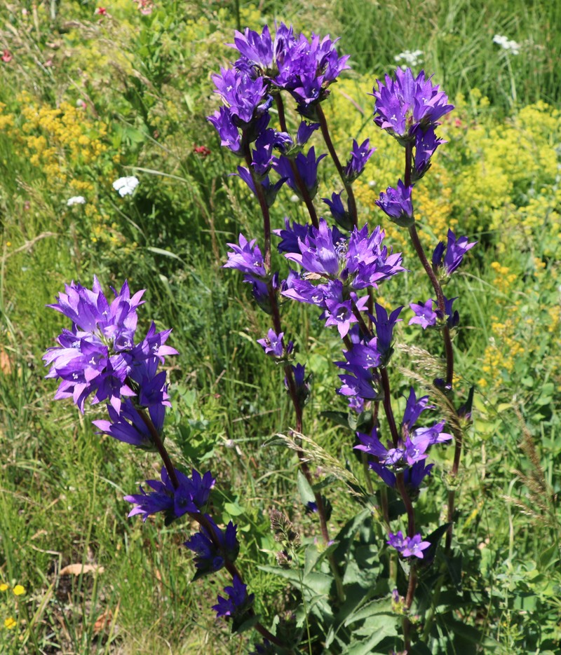 Image of Campanula glomerata specimen.