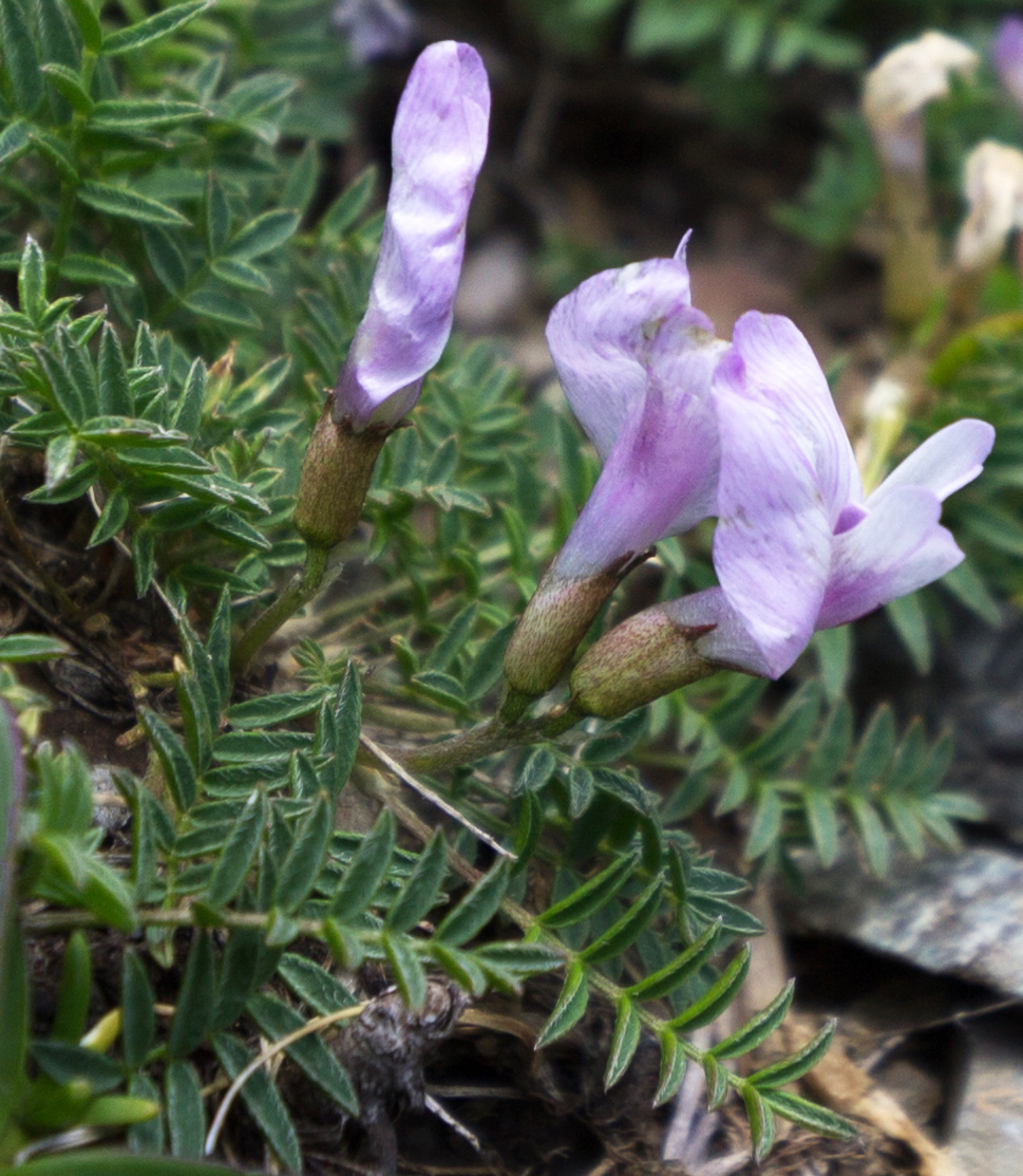 Изображение особи Astragalus levieri.