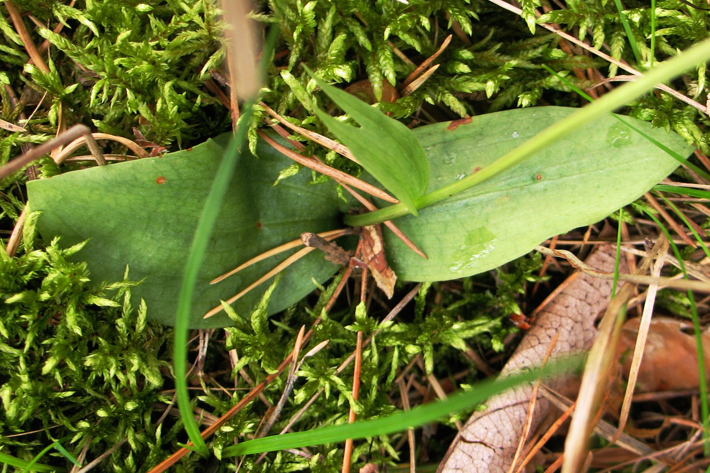 Image of Neottianthe cucullata specimen.