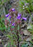 Campanula sibirica. Верхушка цветущего растения. Челябинская обл., Кыштымский гор. округ, гора Сугомак, ≈ 600 м н.у.м., степной склон. 04.08.2019.