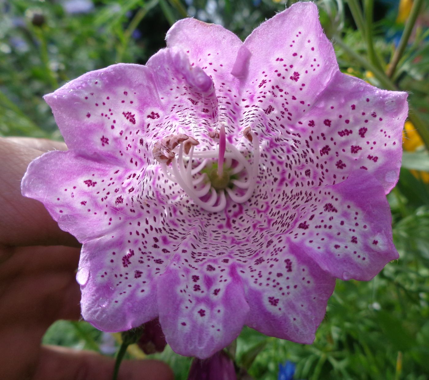 Изображение особи Digitalis purpurea.