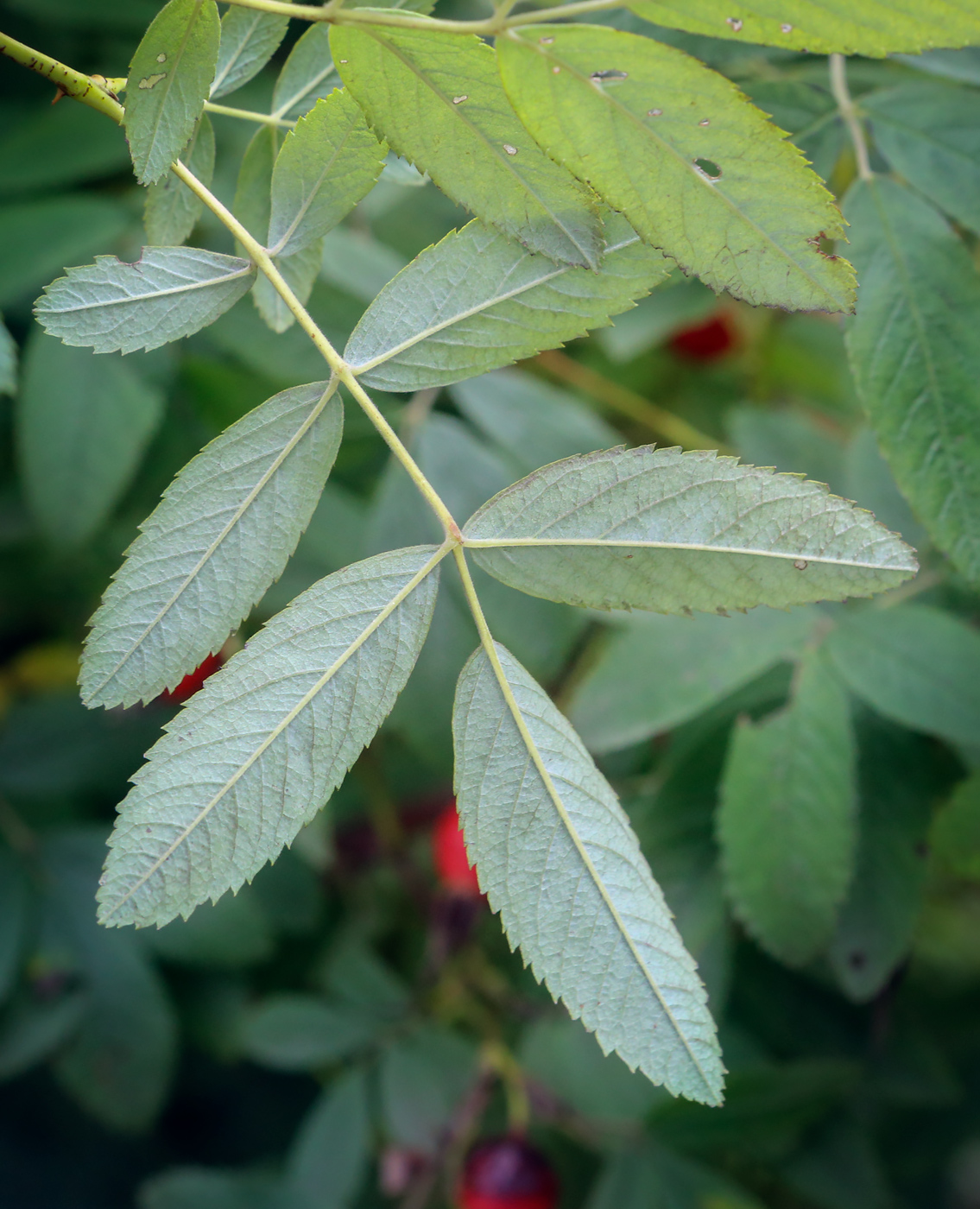 Image of genus Rosa specimen.