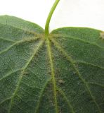 Image of taxon representative. Author is Василий Гелюта