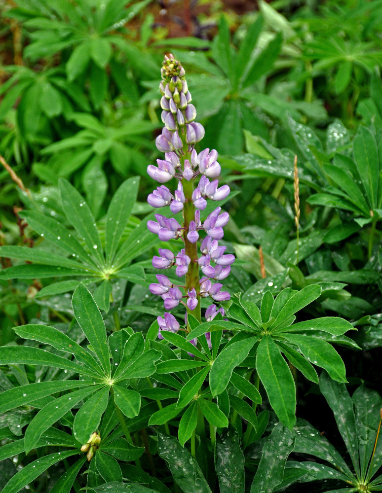 Изображение особи Lupinus polyphyllus.