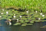 Nymphaea candida