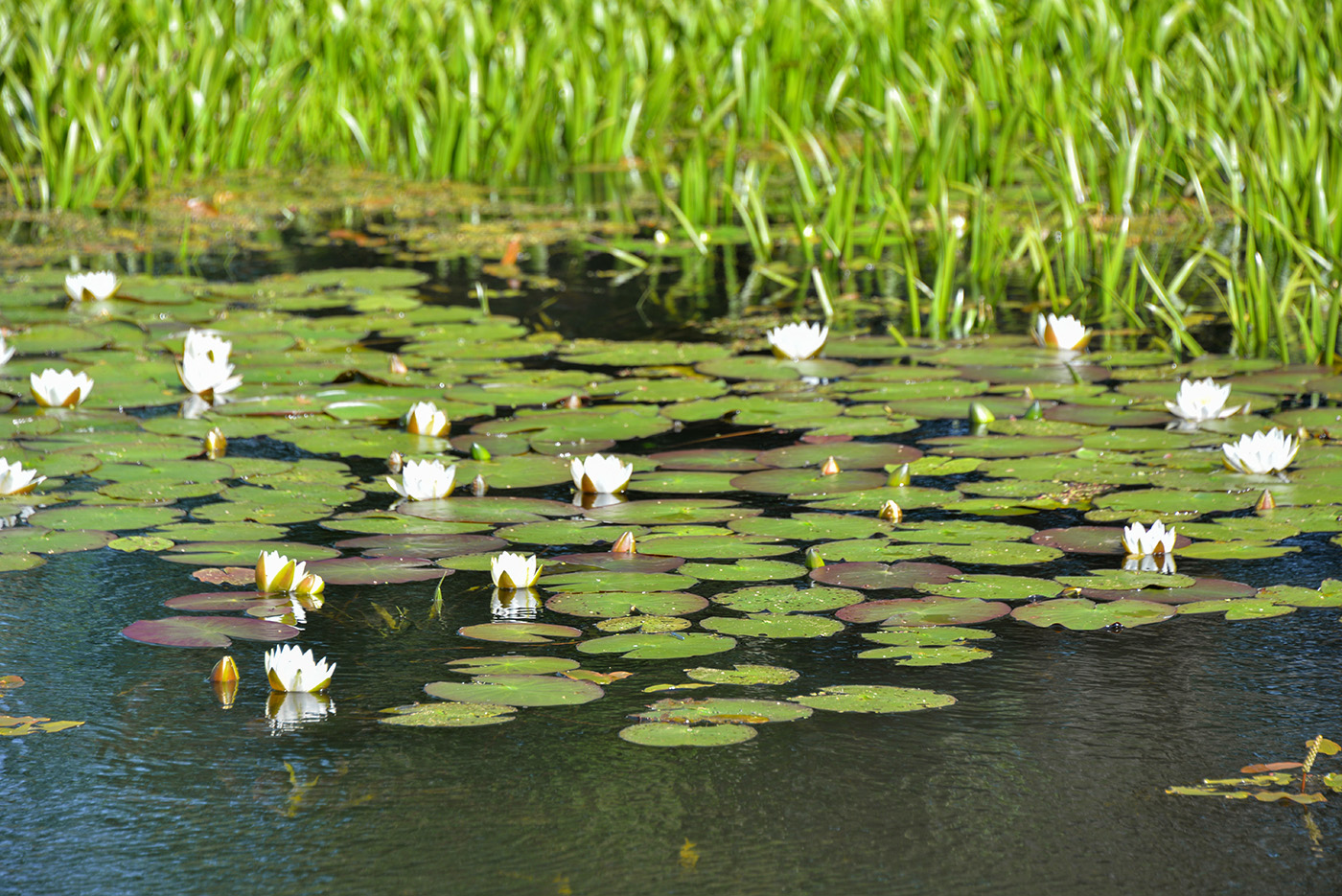 Image of Nymphaea candida specimen.