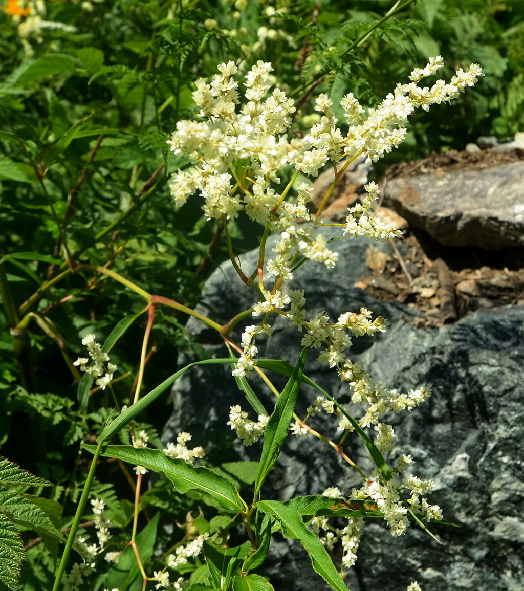 Изображение особи Aconogonon alpinum.