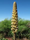 Orobanche spectabilis. Верхушка цветущего растения. Казахстан, Жамбылская обл., Таласский р-н, Закаратауская равнина, основание склона чинка бугра Кызылтау, пестроцветы. 5 мая 2019 г.