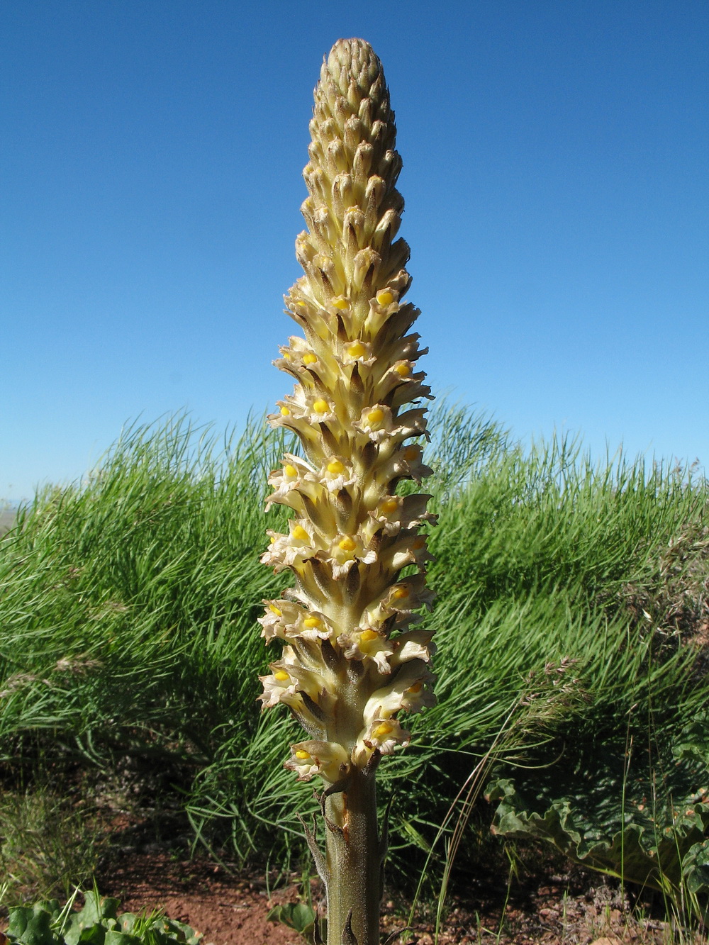 Image of Orobanche spectabilis specimen.