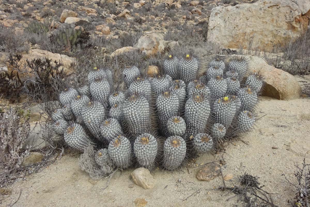 Изображение особи Copiapoa cinerea.