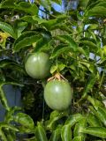 Passiflora edulis