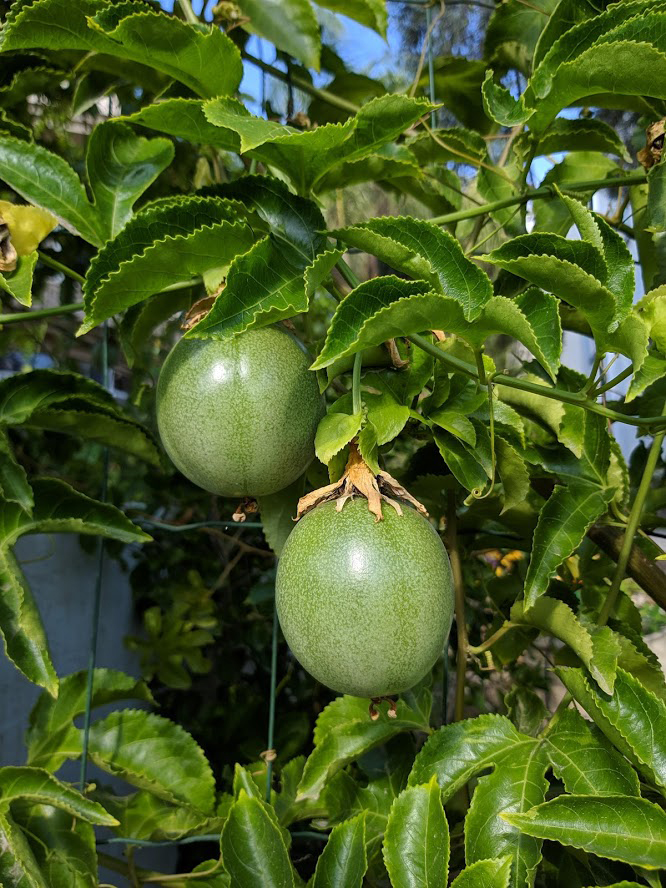 Image of Passiflora edulis specimen.