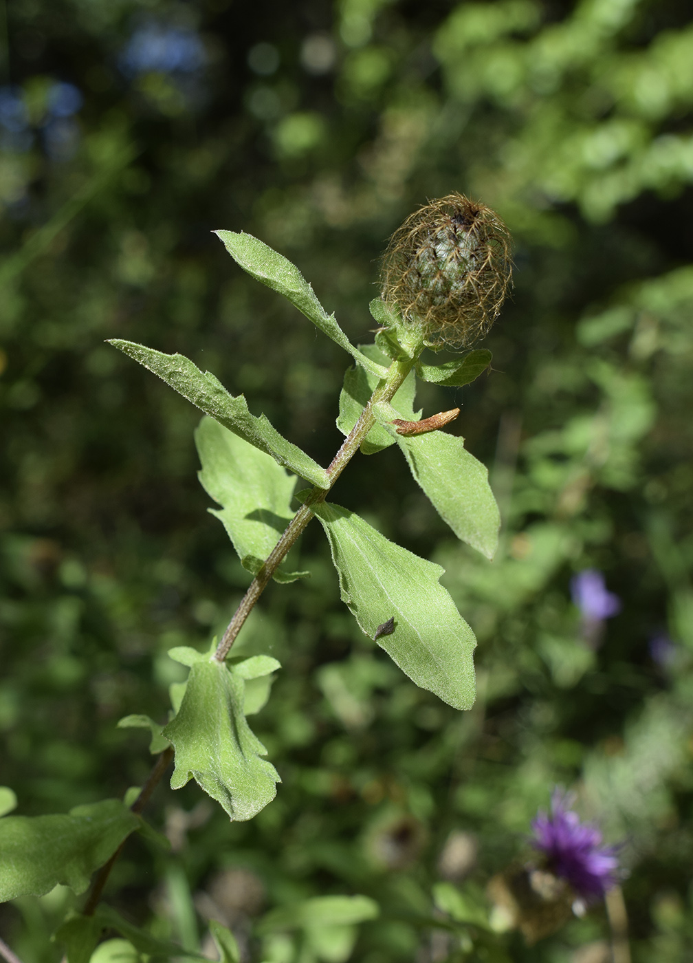 Изображение особи Centaurea pectinata.