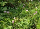 Colchicum speciosum. Цветущие растения. Карачаево-Черкесия, Домбай, долина р. Домбай-Ульген, поляна на опушке леса. 30.08.2019.