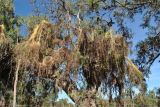 Cassytha filiformis