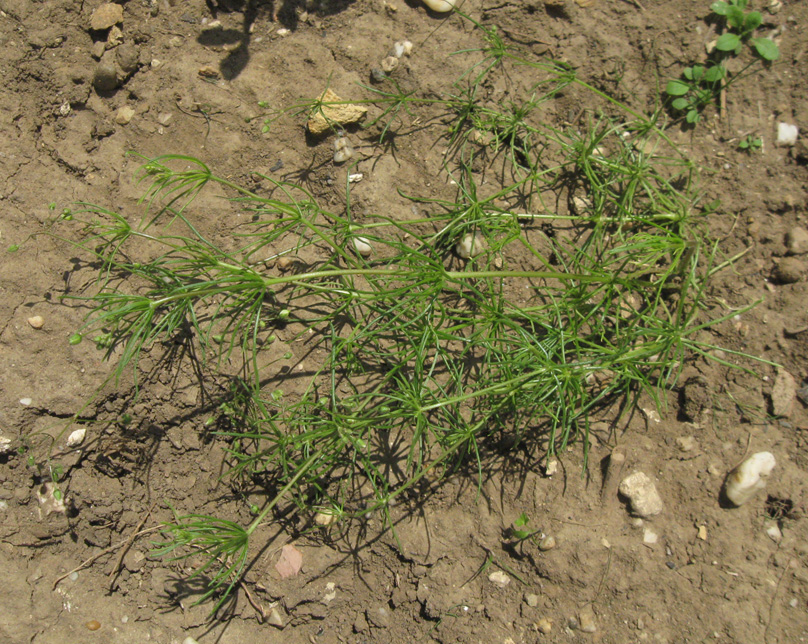 Image of Spergula arvensis specimen.