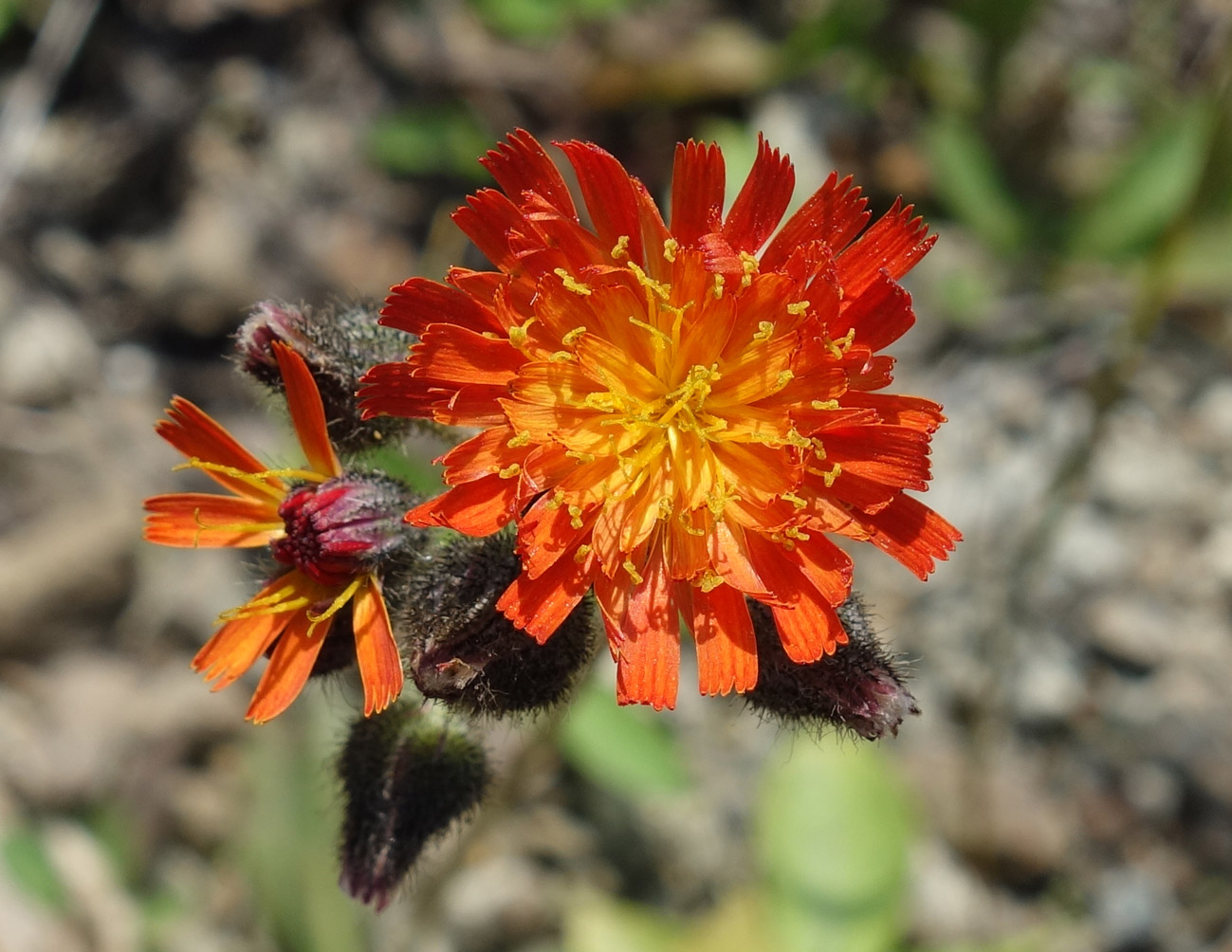 Image of Pilosella aurantiaca specimen.