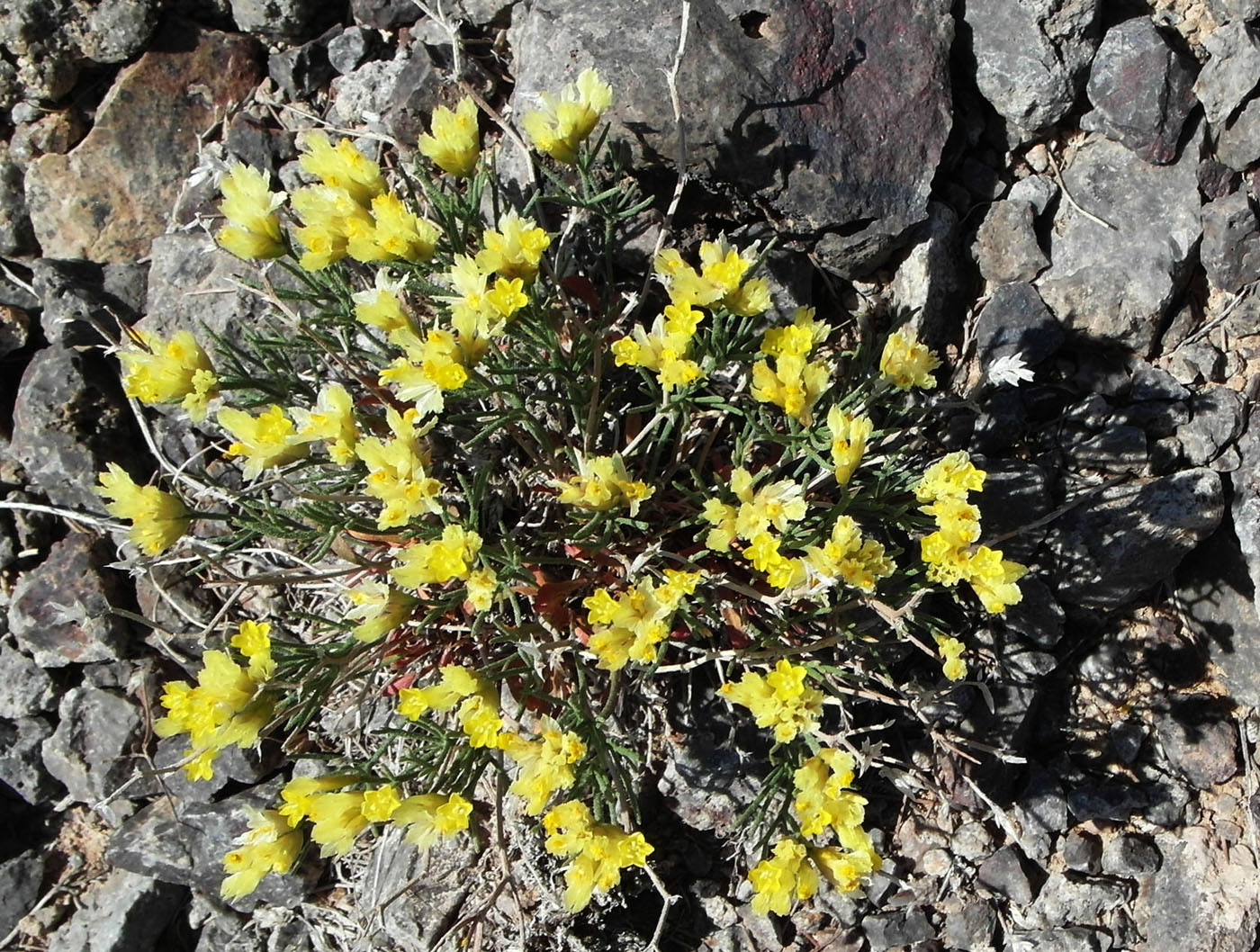 Image of Limonium chrysocomum specimen.