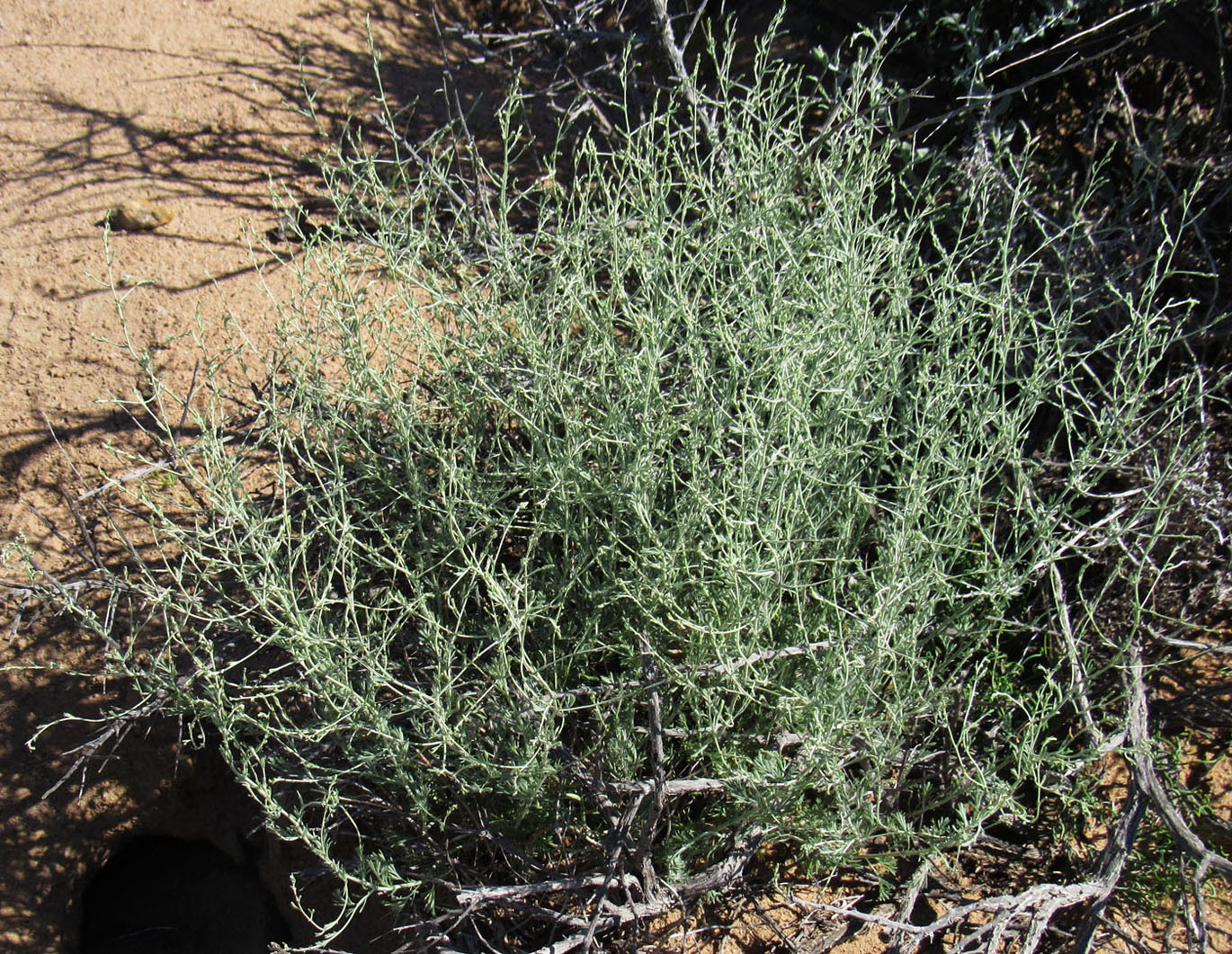 Image of genus Artemisia specimen.