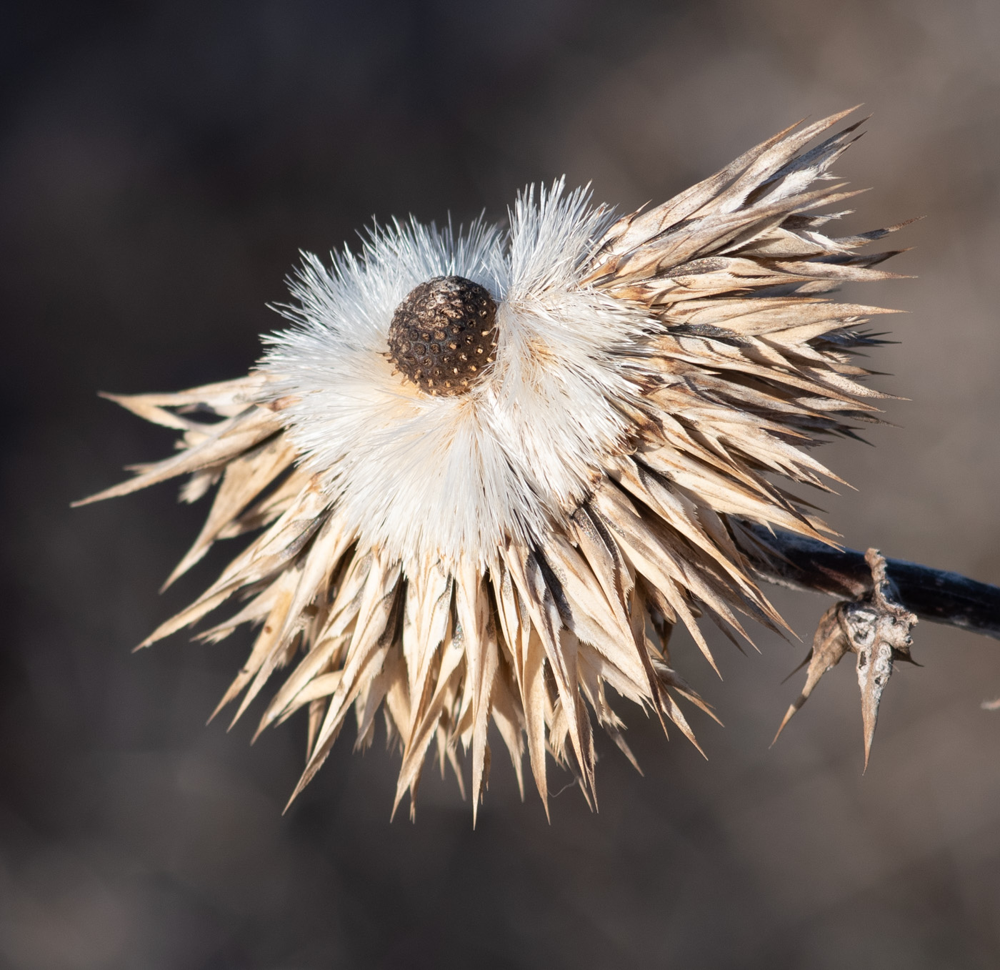 Image of Echinops adenocaulos specimen.