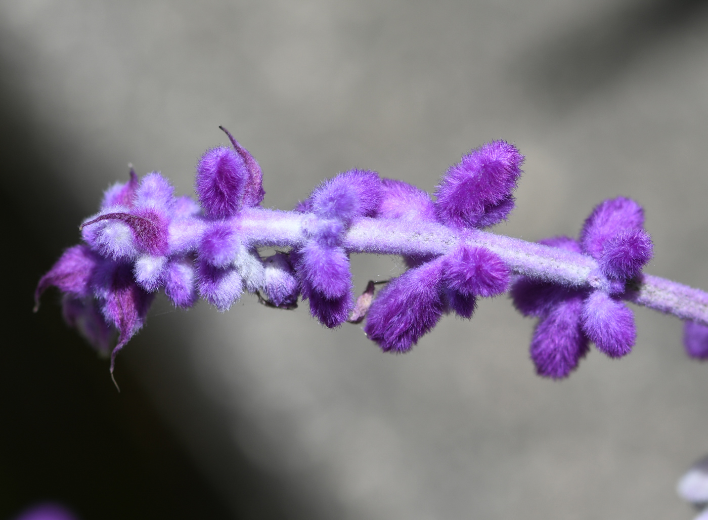 Image of Salvia leucantha specimen.