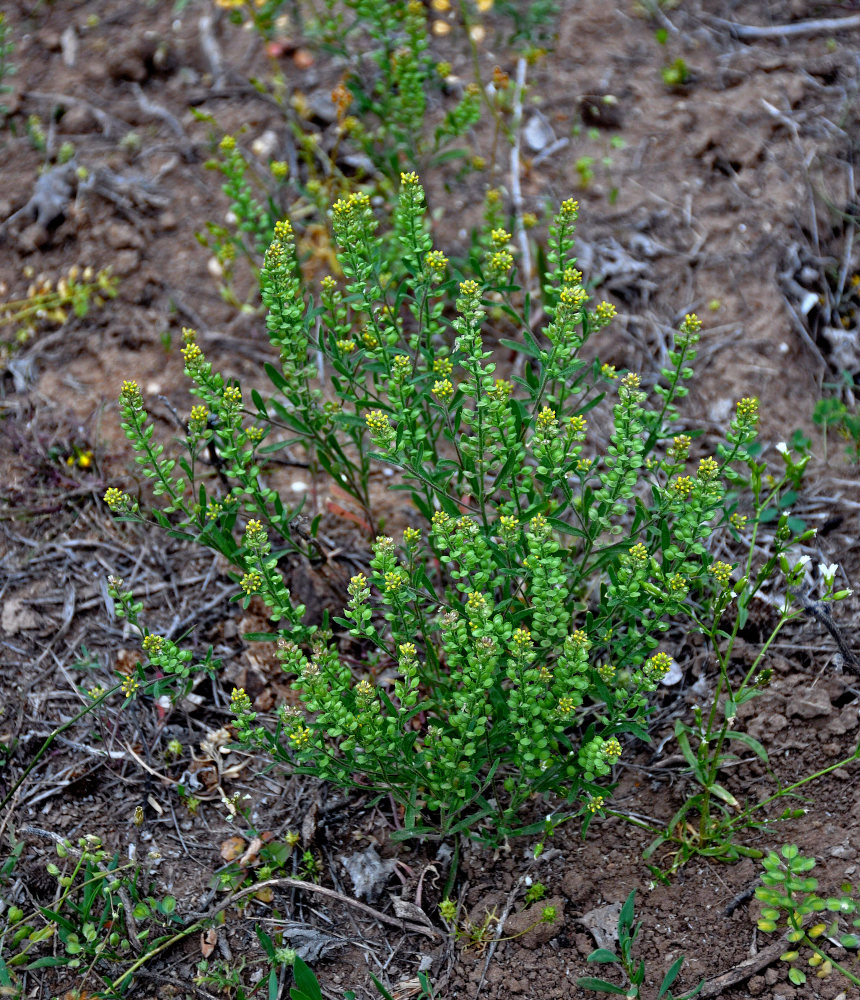 Изображение особи Alyssum turkestanicum var. desertorum.