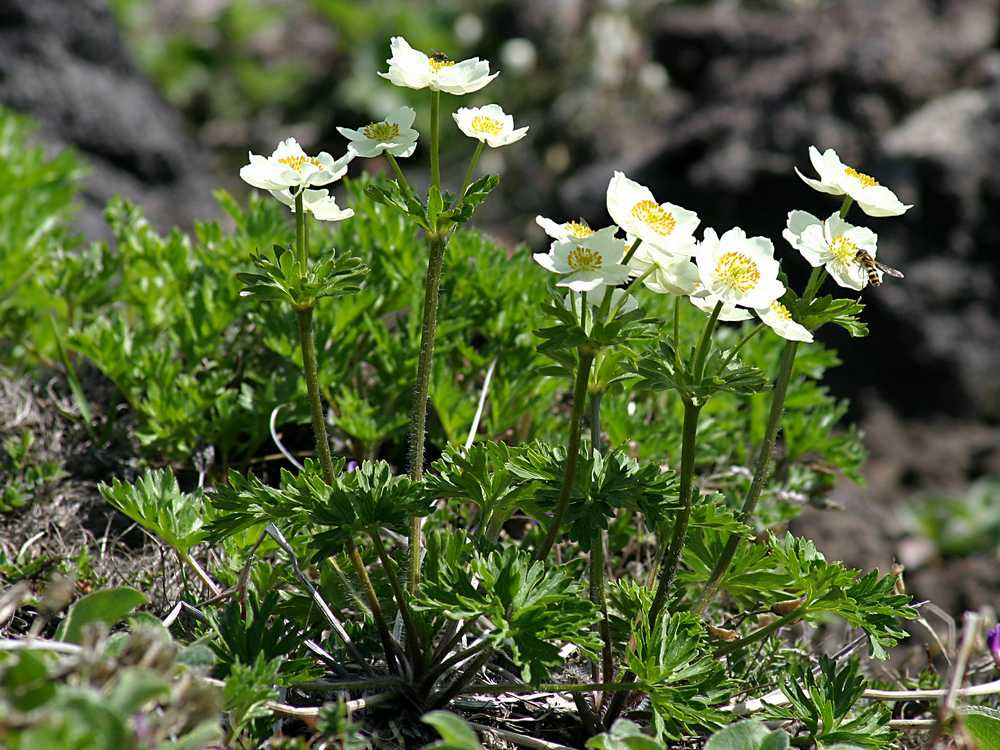 Image of Anemonastrum sibiricum specimen.