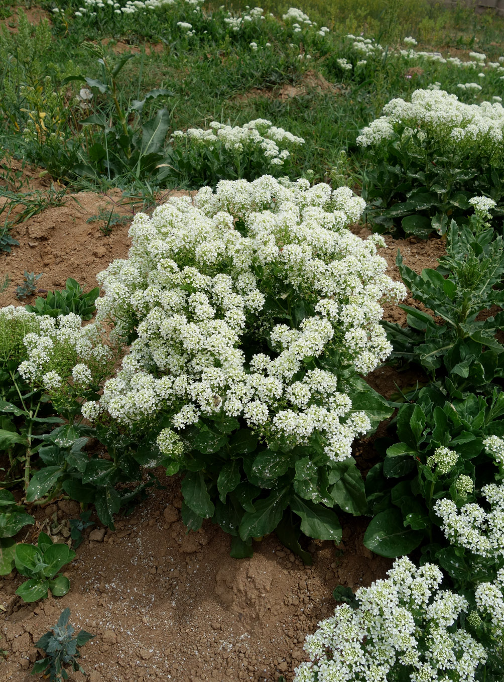 Image of Cardaria repens specimen.