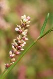 Persicaria maculosa